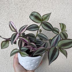 Beautiful Tradescantia Quadricolor Plant With Pot