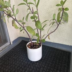 The Diabetes Plant 🪴  8.00