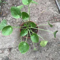 Money Tree Plant Rare Plant 