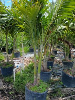 Christmas Palms over 8 feet tall instant privacy hedge for fence