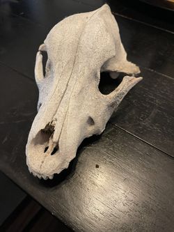 Deer Skull 