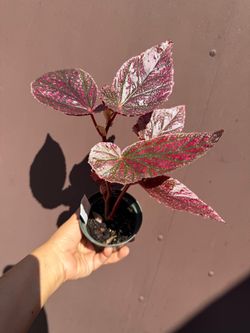 4” begonia maurice amy