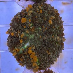 Aquarium Decoration: WYSIWYG Sunkist Bounce Mushroom 