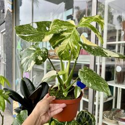 Thai Constellation Monstera – Beautiful Variegation 