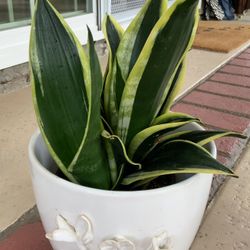 Black Gold Snake Plants