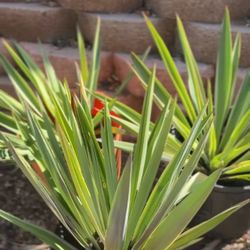 Succulents /agave / Drought Tolerant Plants 