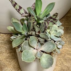 Succulent Arrangement/live Plant/white Ceraminc Planter/ Home Decor/ Indoor-outdoor Plant/ Custom Succulent Plant