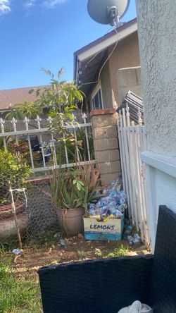 Alovera plant and à nut tree