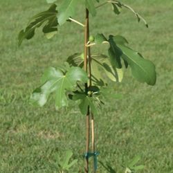 5 years old Potted Fig Tree-desert king