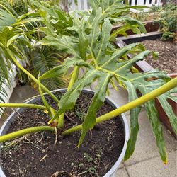 Tree philodendron plant with pot