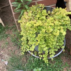 Galvanized Metal Poultry Feeder Planter
