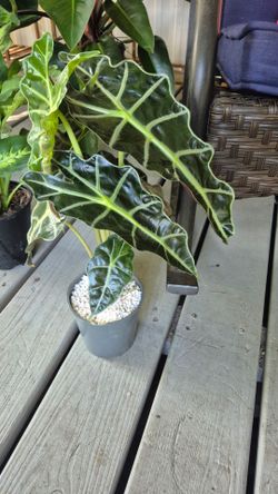 Alocasia Polly in Perlite