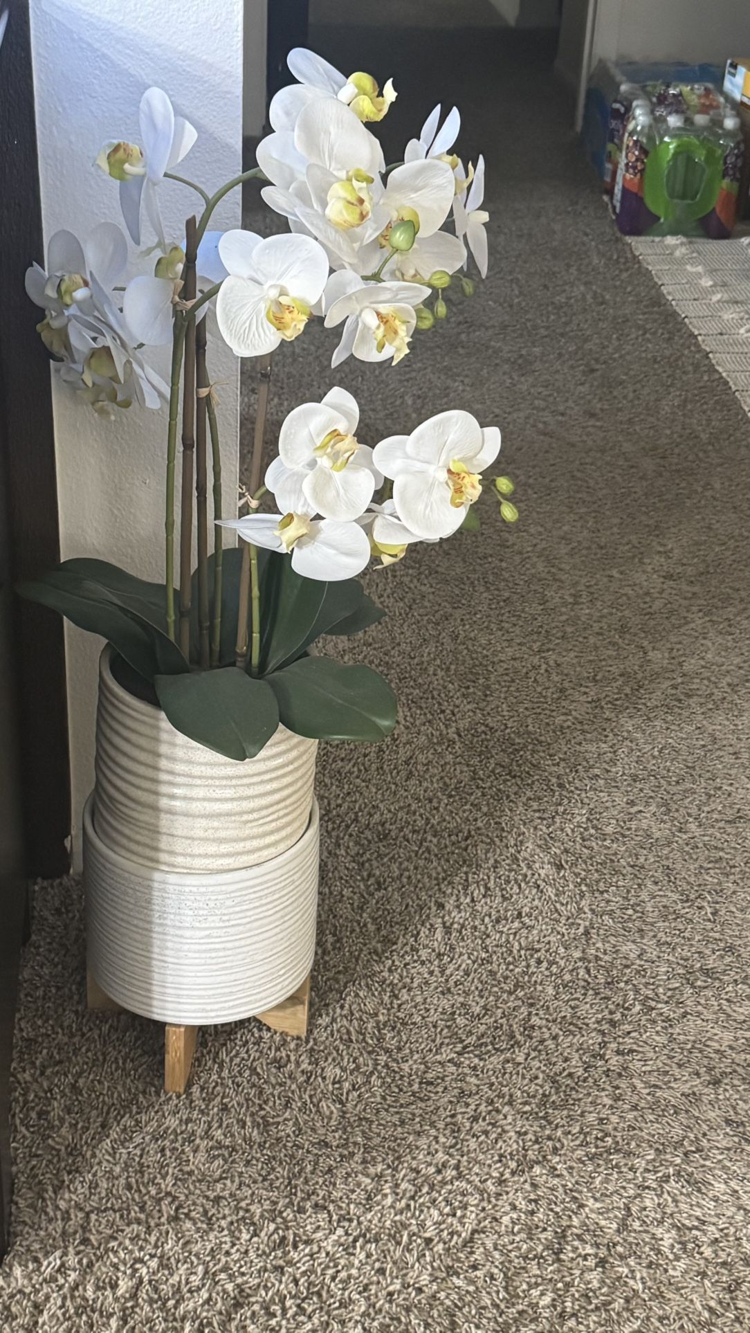 Orchids In A Double Pot
