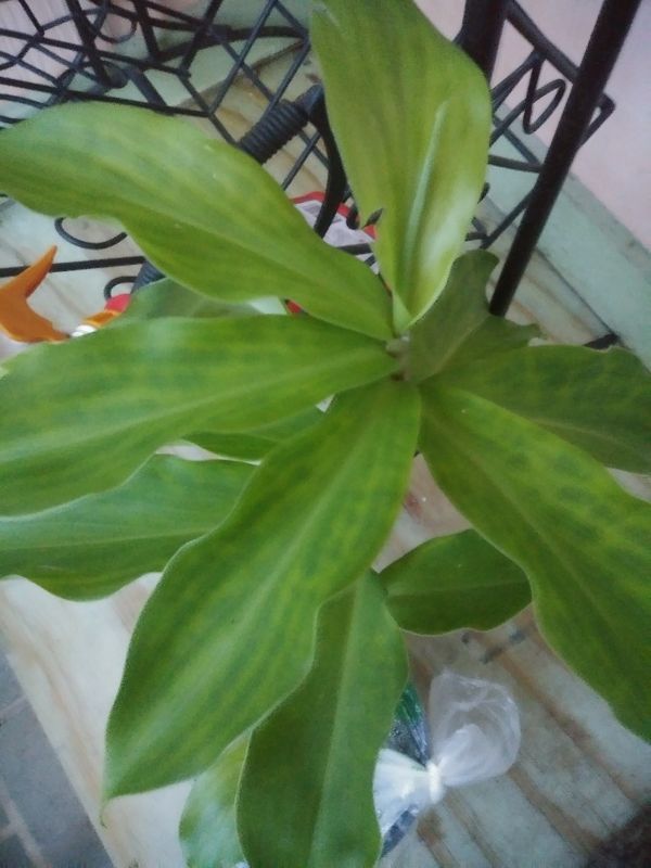 Fake insulin plant information