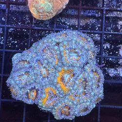 Fake Aquarium Decoration 