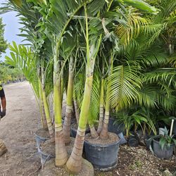 huge crhistmas palms doble and  triple  