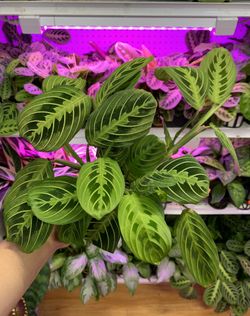 4” Pot Size: Calathea Lemon Lime & Red Maranta Prayer Plants; $12 Each