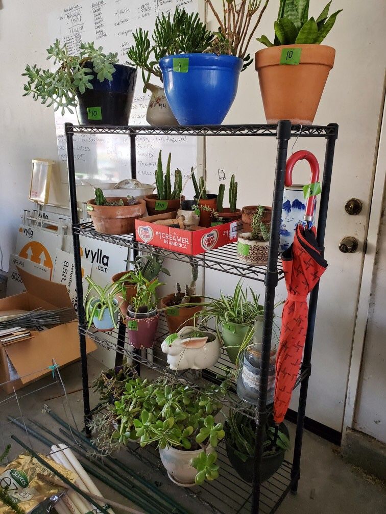 Plants - Plants - Plants- Large Selection - Moving Must Sell