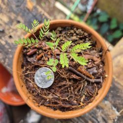 Koa Tree Seedlings 