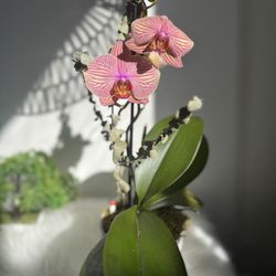 Orchid