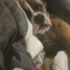 Pj