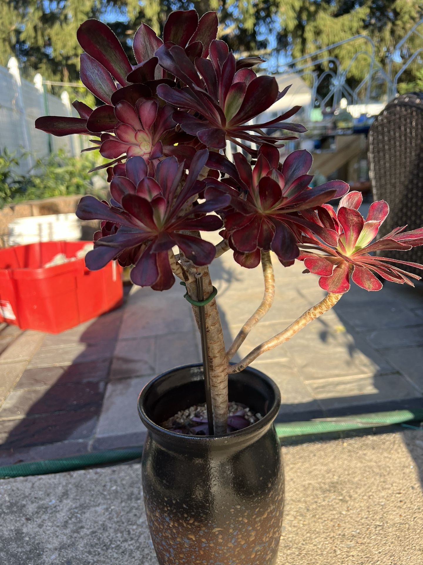 Succulent