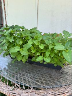 Hydroponic Water Spinach (Kangkong / Ong Choy) – Established Plants