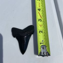 Megalodon tooth