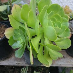 BEAUTIFUL AEONIUM PLANTS 🪴 $5.