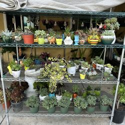 Succulent Plants Arrangements $