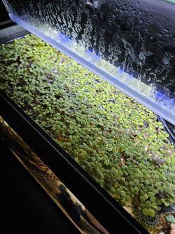 Salvinia Minima/ Water Spangles