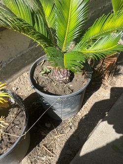 Sago palms. $3 one gallon $5 seven gallon $10