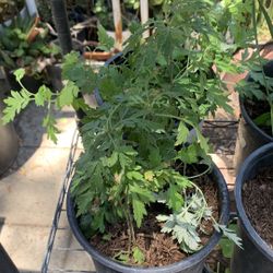 Mugwort Plant   Ngải cứu 