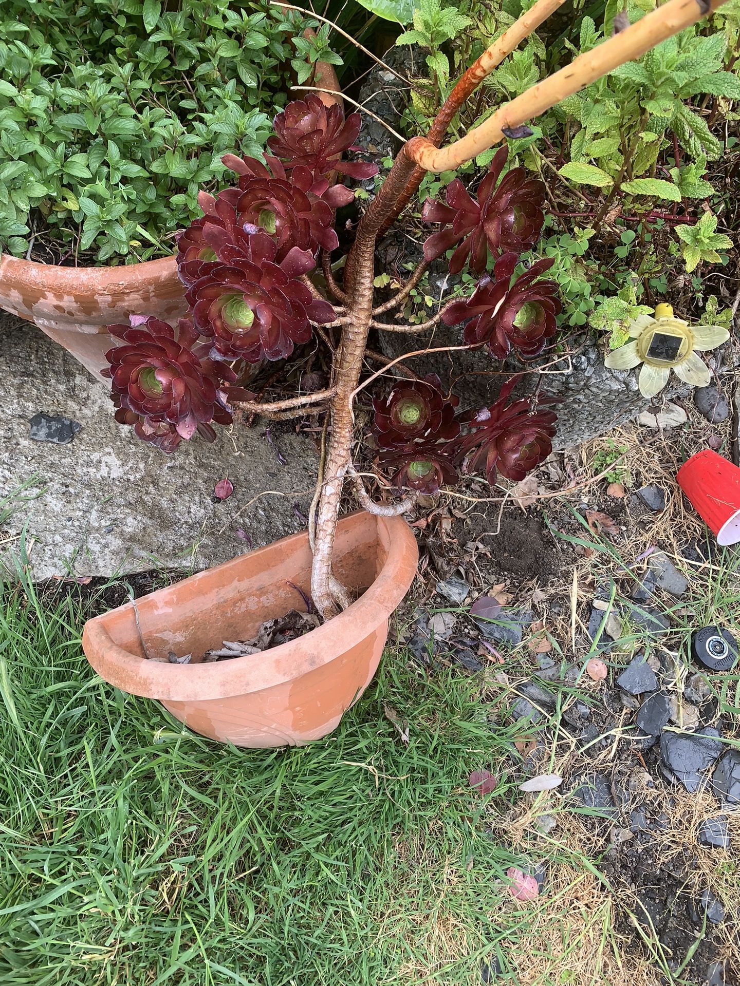 Succulent
