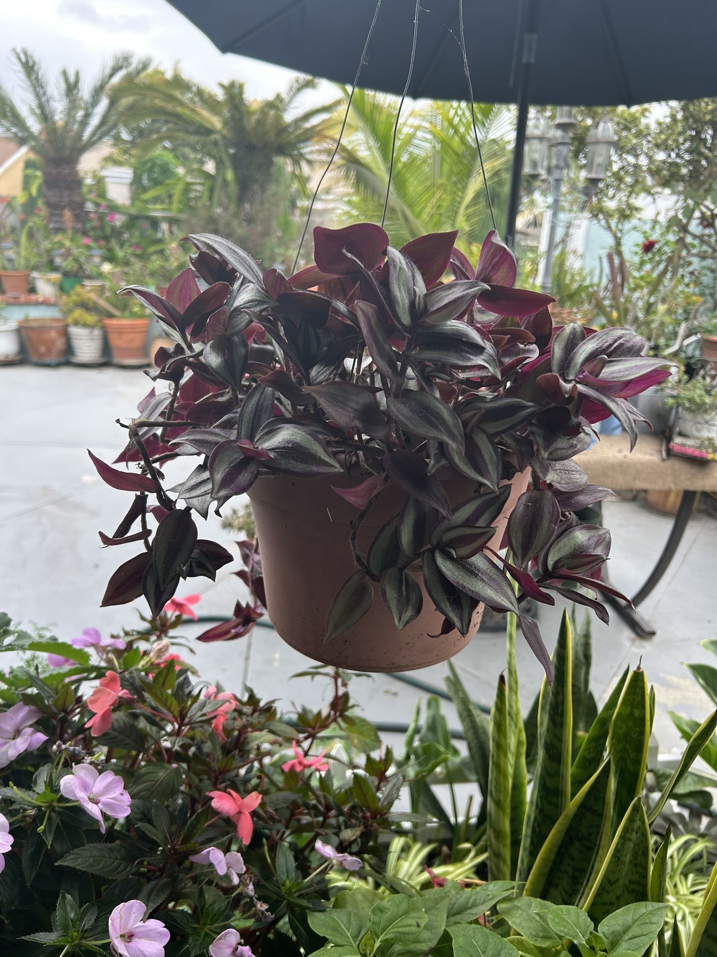 Una Succulents