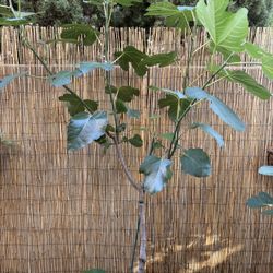 FIG Tree “Ischia BLACK”