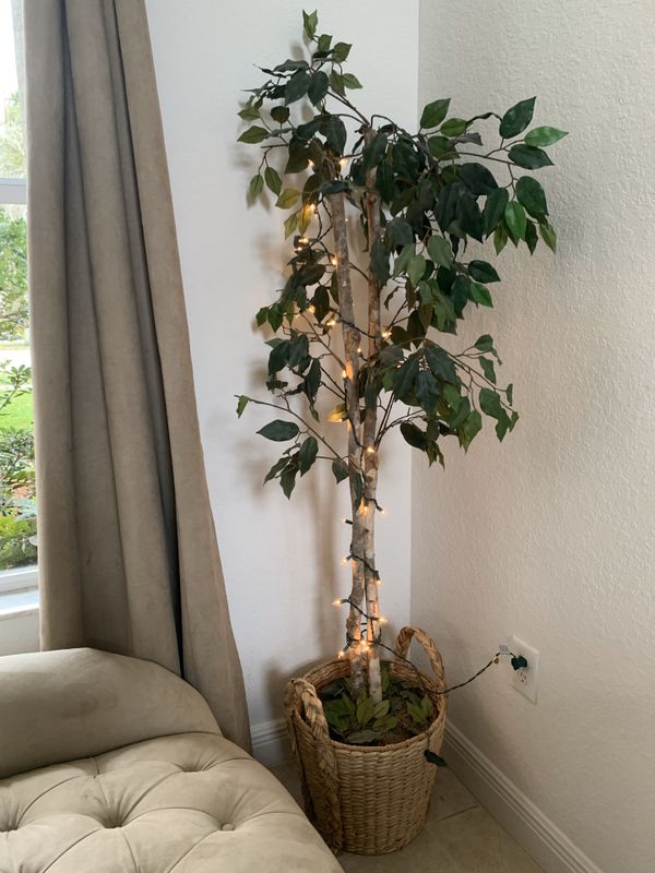 Beautiful Ficus tree with lights for Sale in FL, US OfferUp