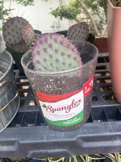 Santa Rita/ purple prickly pear cactus