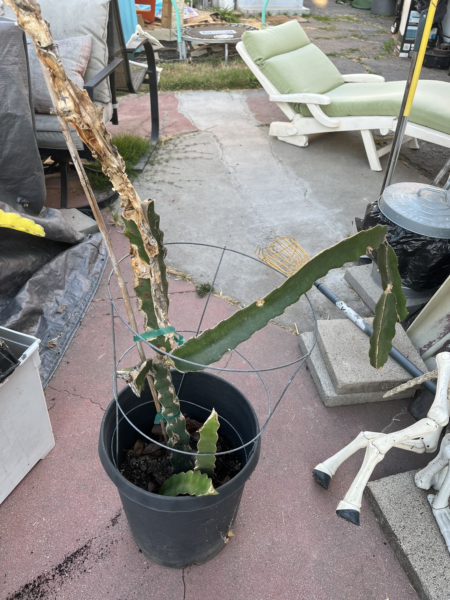 Dragon Fruit Trees 