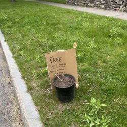 2 Tulip Tree Saplings