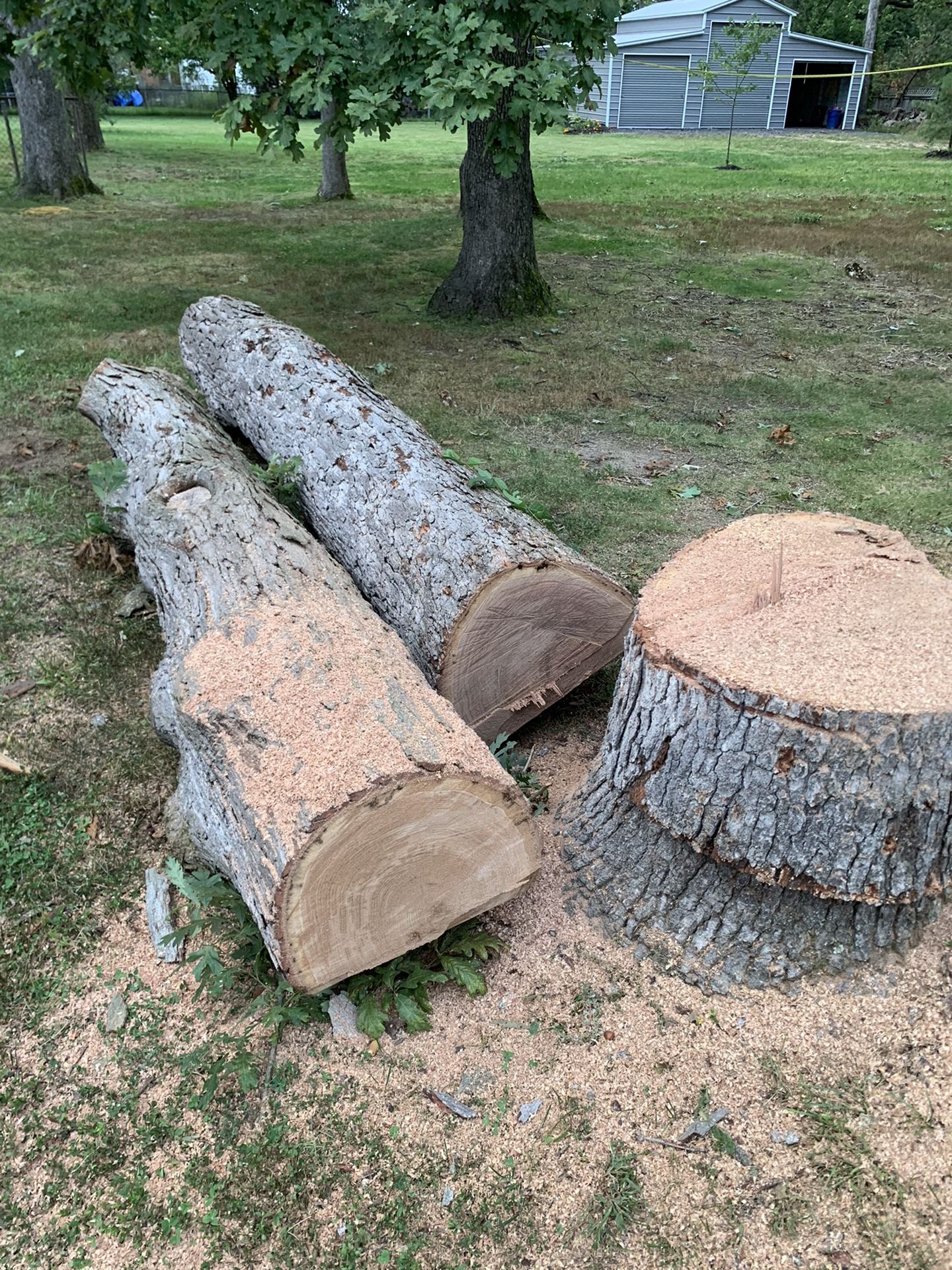 Large Oak Logs