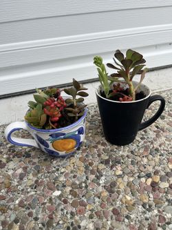 Two Succulent Plants Cups