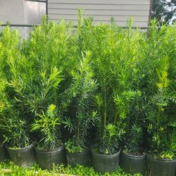 Full And Green  Podocarpus Plants For Privacy!!! 3.5 Feet Tall! Fertilized 