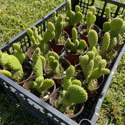 Mini Bunny Ear Cacti / Cactus de Orejita de Conejo🌵🐰 (12ct)