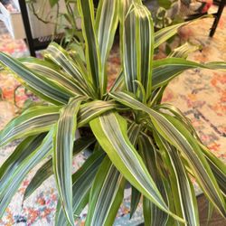 Plants