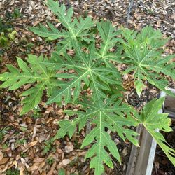 Papaya Tree