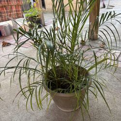 Phoenix Roebelenii Pygmy Date Palm Plant