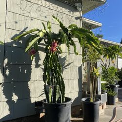 Dragonfruit Plant For Sale