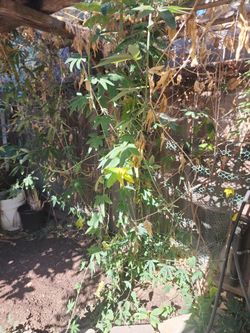 Fruit passion plants