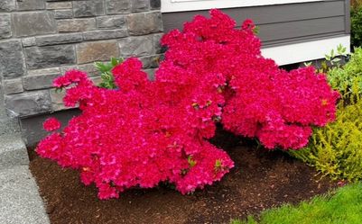 Azaleas Red